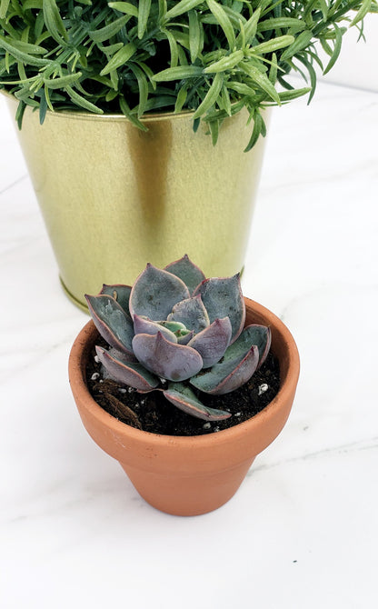 Single Succulent Gift Box