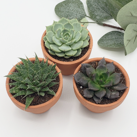 Succulent gift box - 3 ceramic pot