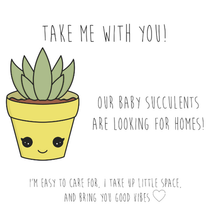 Single Succulent Gift Box