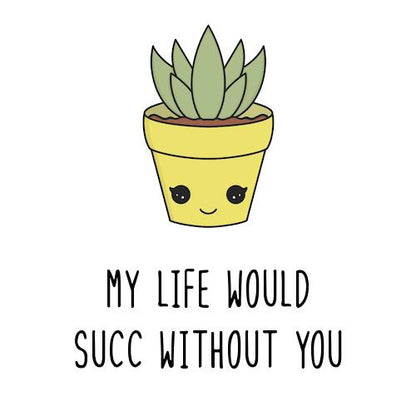 Single Succulent Gift Box